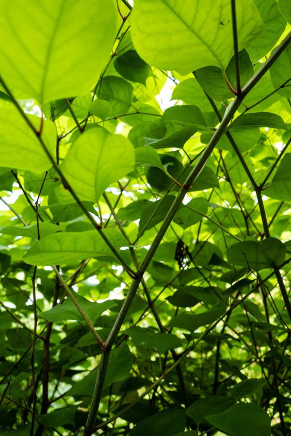 Quels sont les systèmes de détection d'intrusion les plus adaptés pour une start-up en fintech ?